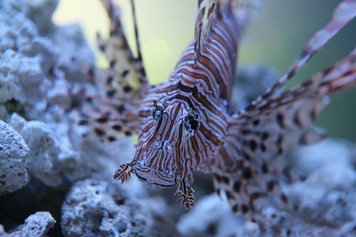 A lionfish is swimming in the ocean