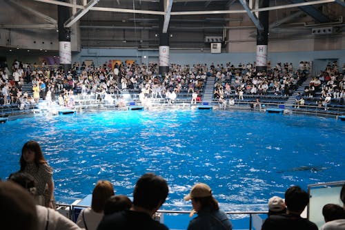 A large crowd of people watching a dolphin in a large pool
