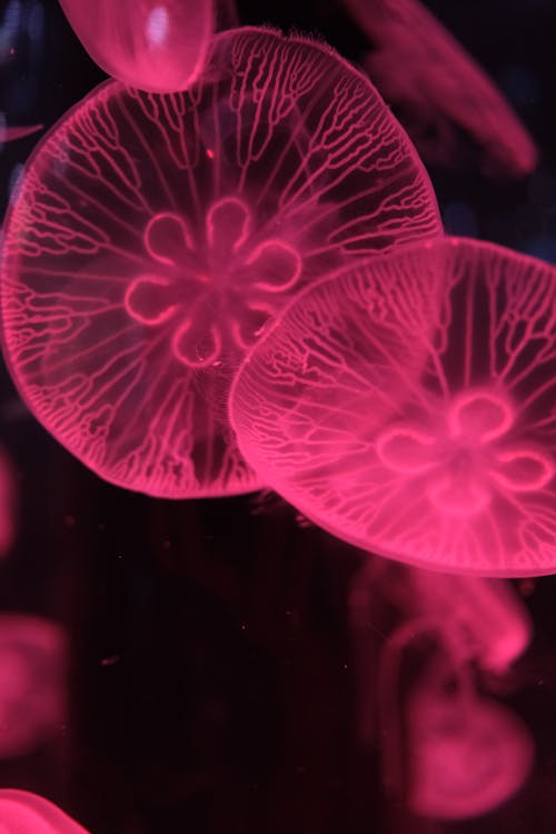 Jellyfish in pink light with black background