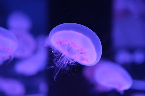 Jellyfish in a tank with purple lights