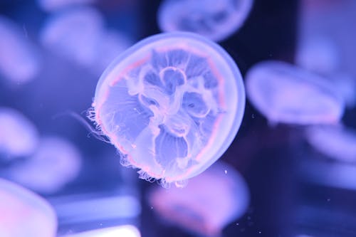 Jellyfish in a tank with blue water