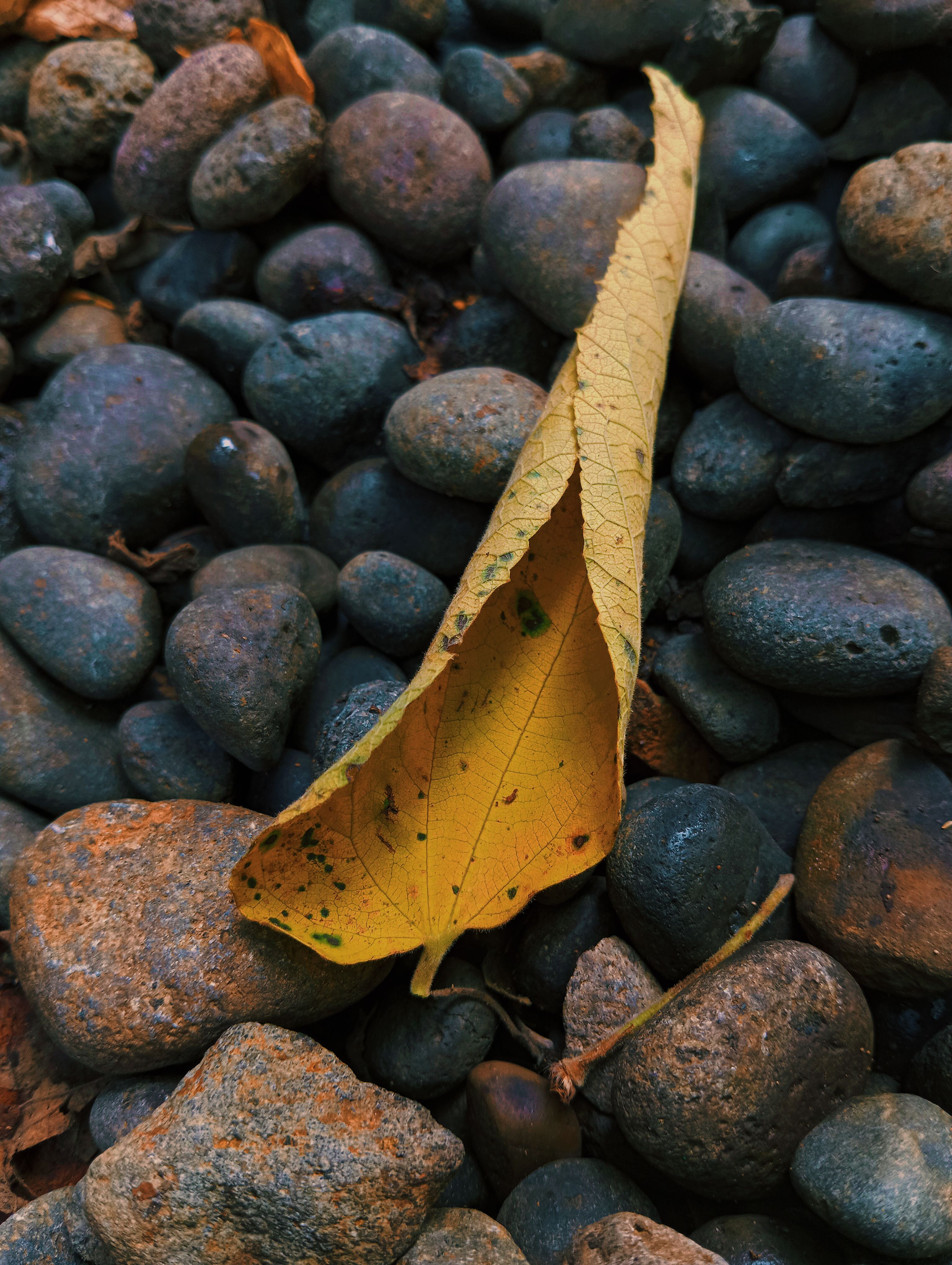 A yellow leaf rests on a bed of smooth rocks in Central Java, Indonesia.