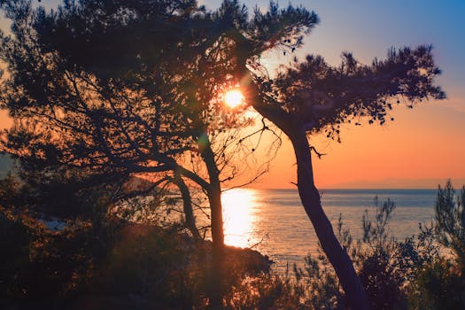 克罗地亚海面上，树木的轮廓映衬着迷人的日落