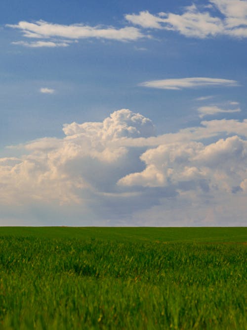 Ingyenes stockfotó búza, farm, felhő témában