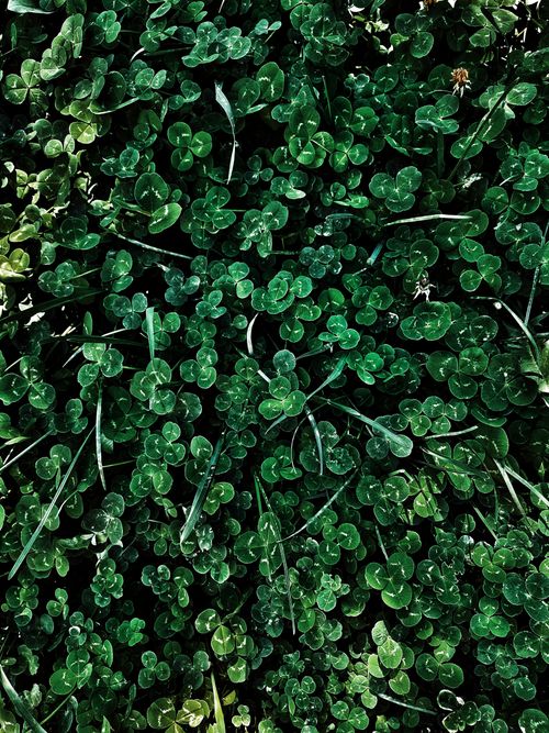 Free Close-up view of a lush clover field capturing vibrant green hues and natural texture. Stock Photo