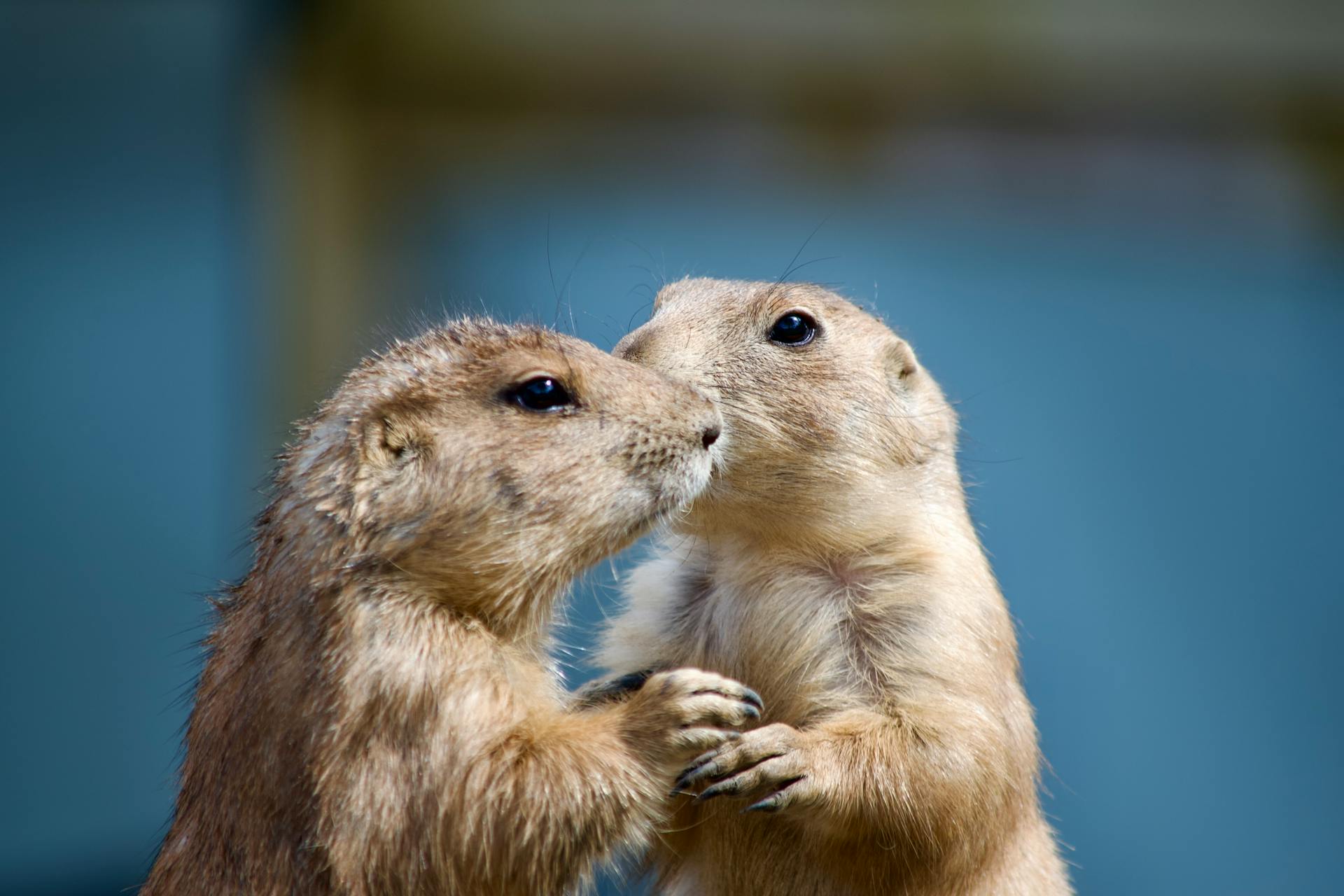 Prairie Dogs Together