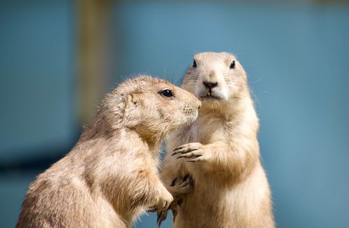 Free Charming close-up of two marmots interacting, captured outdoors in London Zoo. Stock Photo