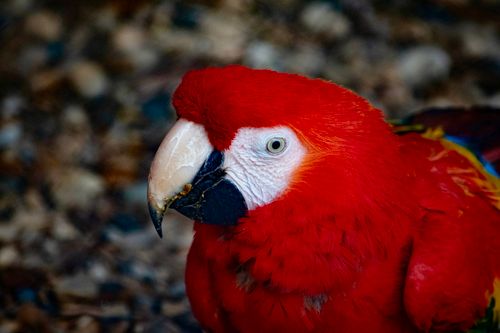 Free Close-up of a vivid scarlet macaw with sharp details, highlighting its natural beauty. Stock Photo