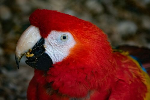 Free Close-up of a vibrant Scarlet Macaw in a natural setting in London. Stock Photo