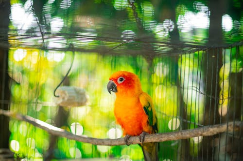 Selective Focus Photo of a Caged Orange and Yellow Baby Parrot Perched on Branch