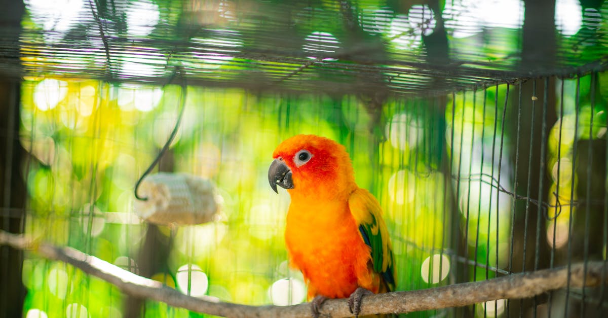 How to make a parrot cage Minecraft