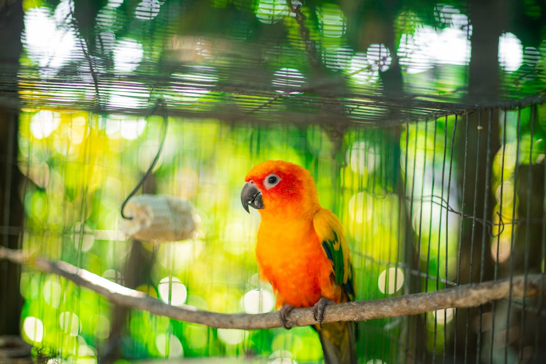 Free Selective Focus Photo of a Caged Orange and Yellow Baby Parrot Perched on Branch Stock Photo