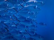 迷人的水下镜头展示了一群充满活力的海洋鱼群