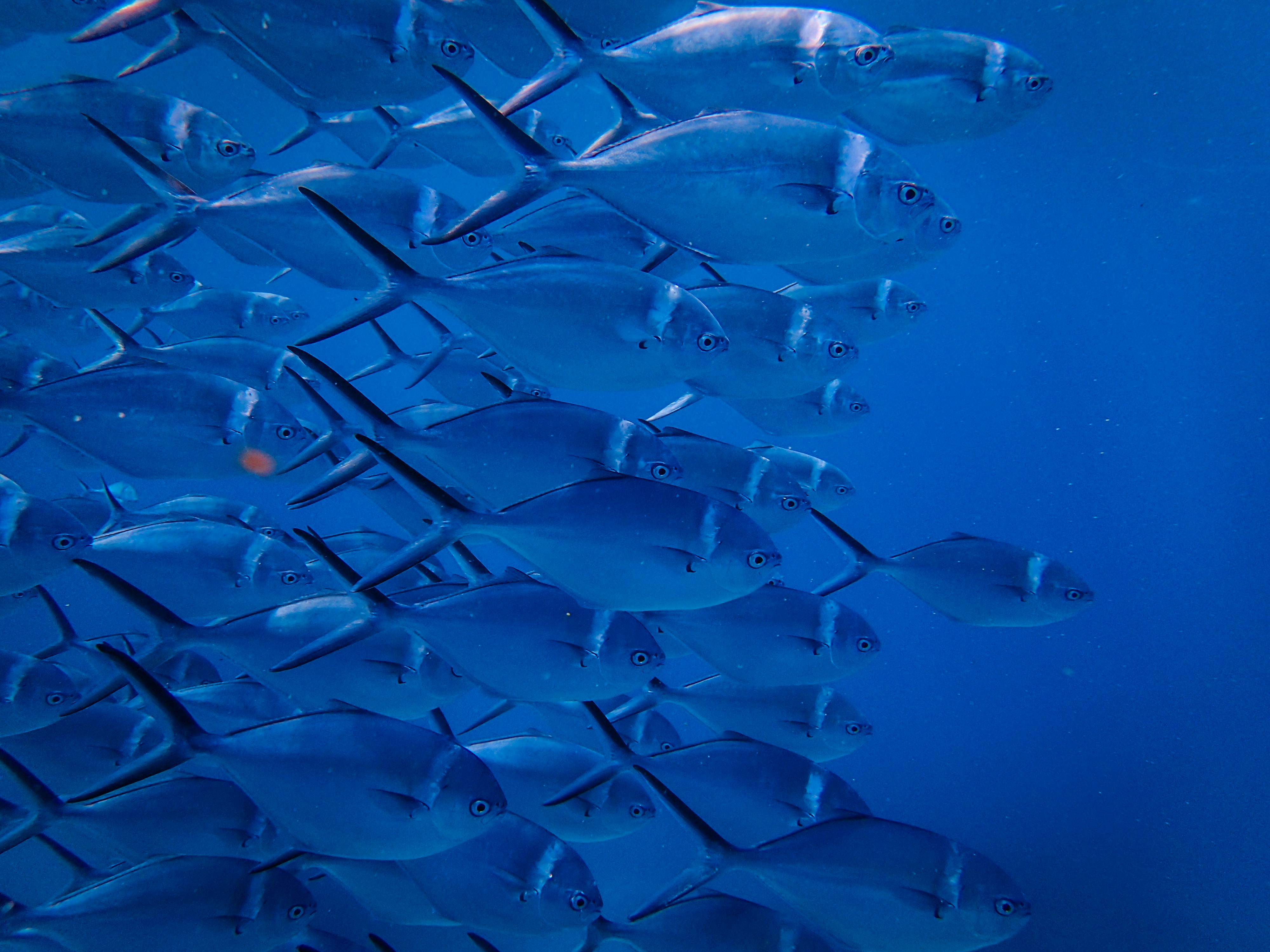 School Of Fish Photos, Download The BEST Free School Of Fish Stock Photos &  HD Images