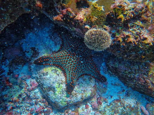 Fotobanka s bezplatnými fotkami na tému hviezdica, koral, more