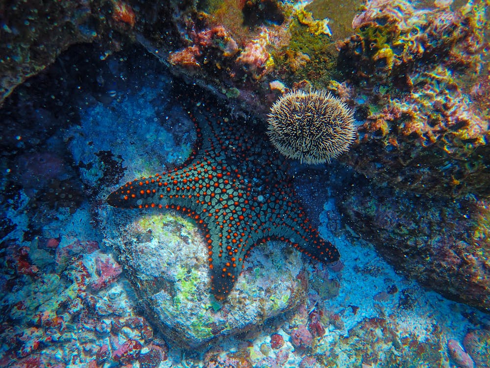 Free Starfish Underwater Stock Photo