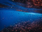 在色彩缤纷的海洋景观中探索充满活力的水下场景，其中有珊瑚和鱼群