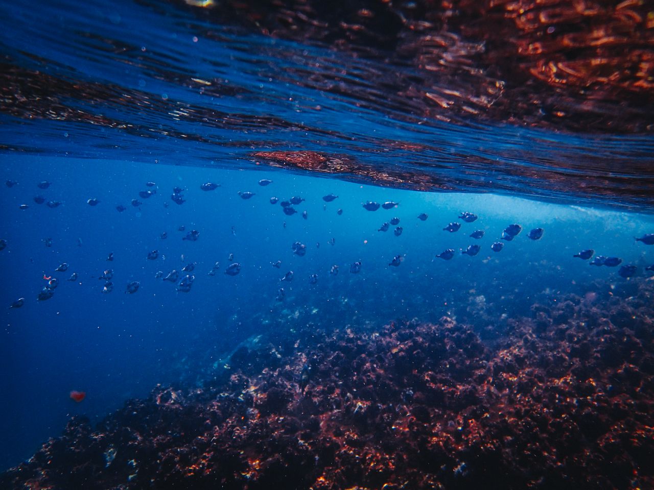 explore a vibrant underwater scene featuring corals and a school of fi