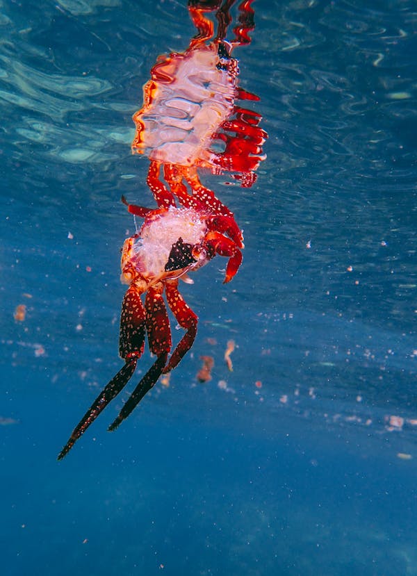 Red Sea Creature