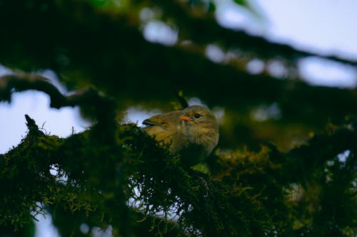 Bird Perched On Tree Branch