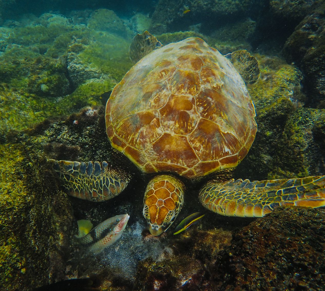 1,000+ Best Turtle Photos · 100% Free Download · Pexels Stock Photos