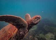 一张拍摄了海龟在海洋中游泳的水下照片令人惊叹
