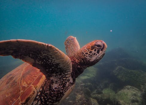 A breathtaking underwater shot of a sea turtle swimming in the ocean.