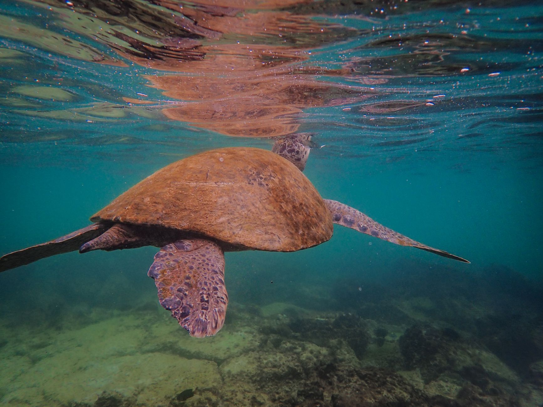 Tartaruga Marrom Nadando No Mar · Foto profissional gratuita