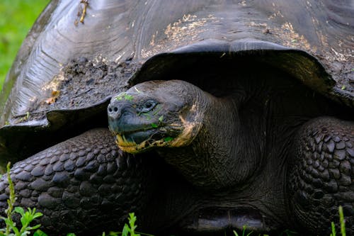 Schwarze Schildkröte In Der Nahaufnahmefotografie