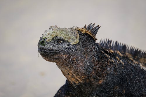 Free Black Iguana In Close-up Photography Stock Photo