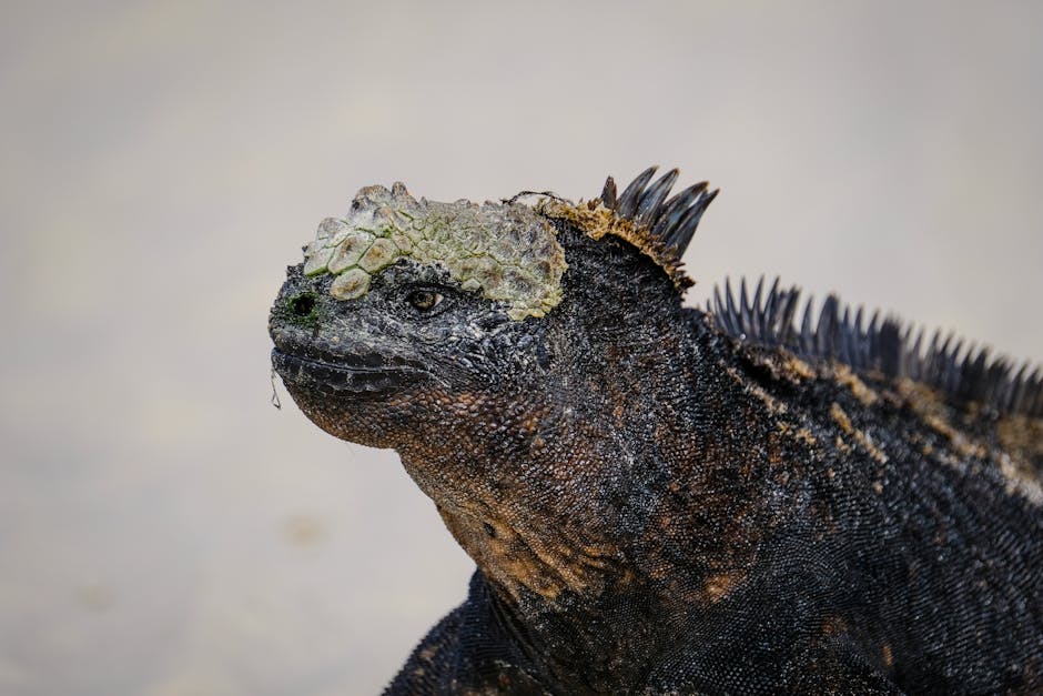 Otra foto de Galápagos