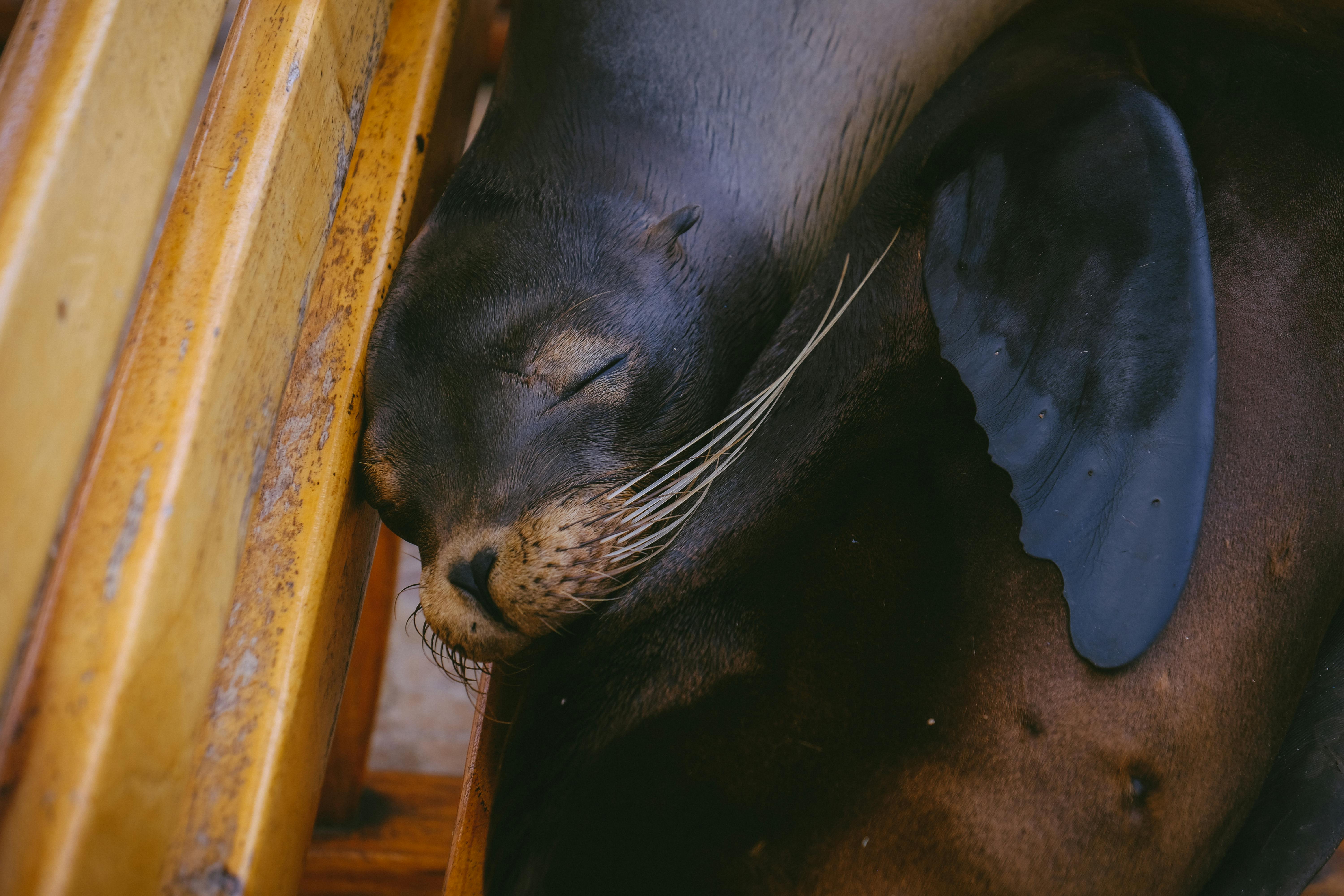 photo of sea lion