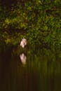 Pink Flamingo In Body Of Water