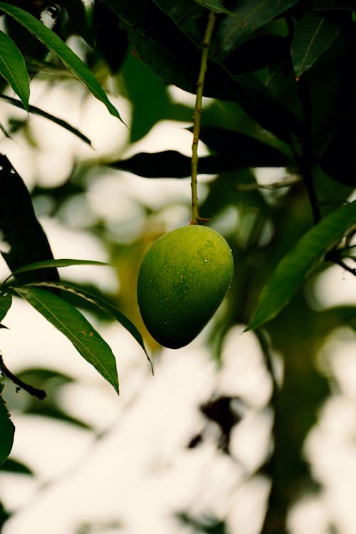 印度芒果, 樹, 水果 的 免費圖庫相片