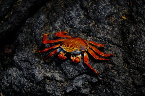 Red Crab On Rock