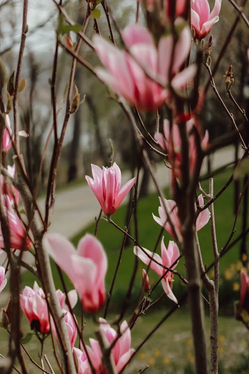 A pink magnolia tree with leaves and flowers