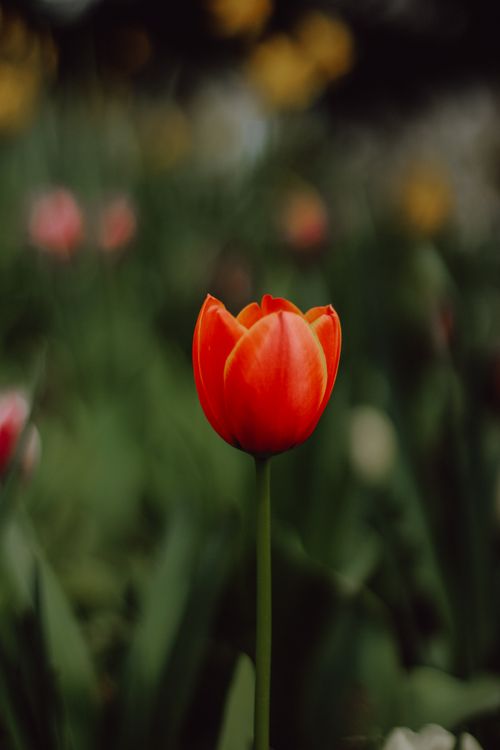 Free Close-up of a vibrant red tulip in a lush green garden during springtime. Stock Photo