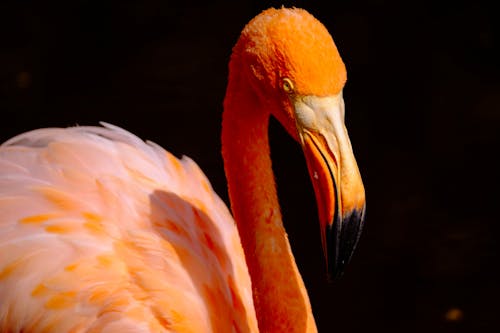 Селективный фокус фотографии оранжевой птицы фламинго