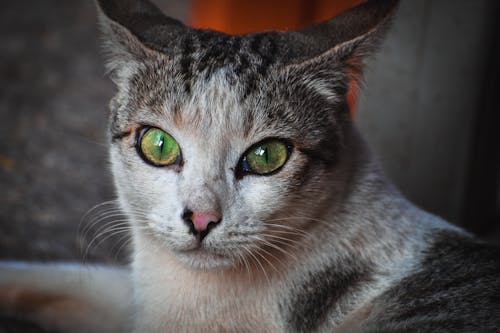 başıboş kedi, kediler, seyahat içeren Ücretsiz stok fotoğraf