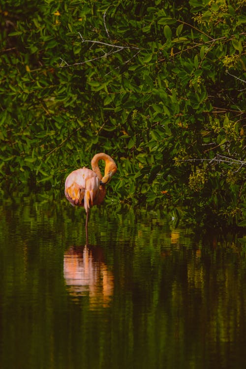 Flamingo Sul Corpo Di Acqua