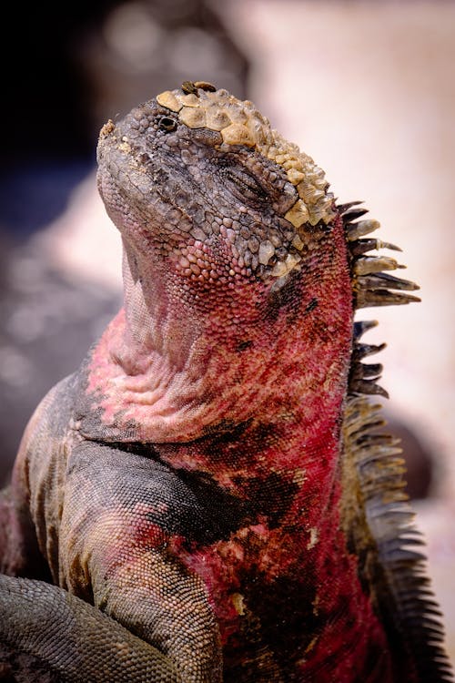 Selective Focus Photograph of Red and Brown Iguana