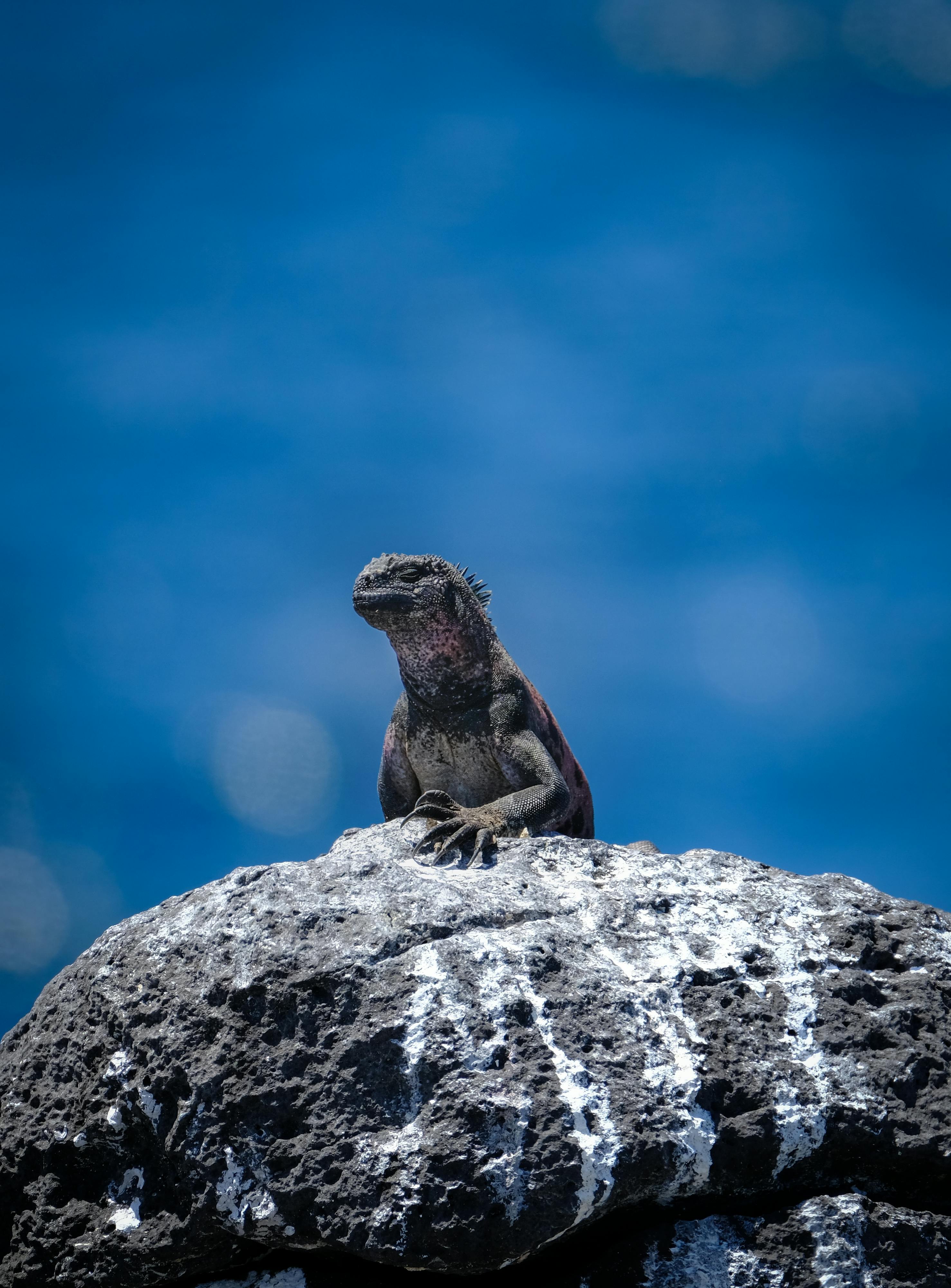 Marine iguana perched on a rock against a vivid blue sky, showcasing wildlife in its natural habitat.