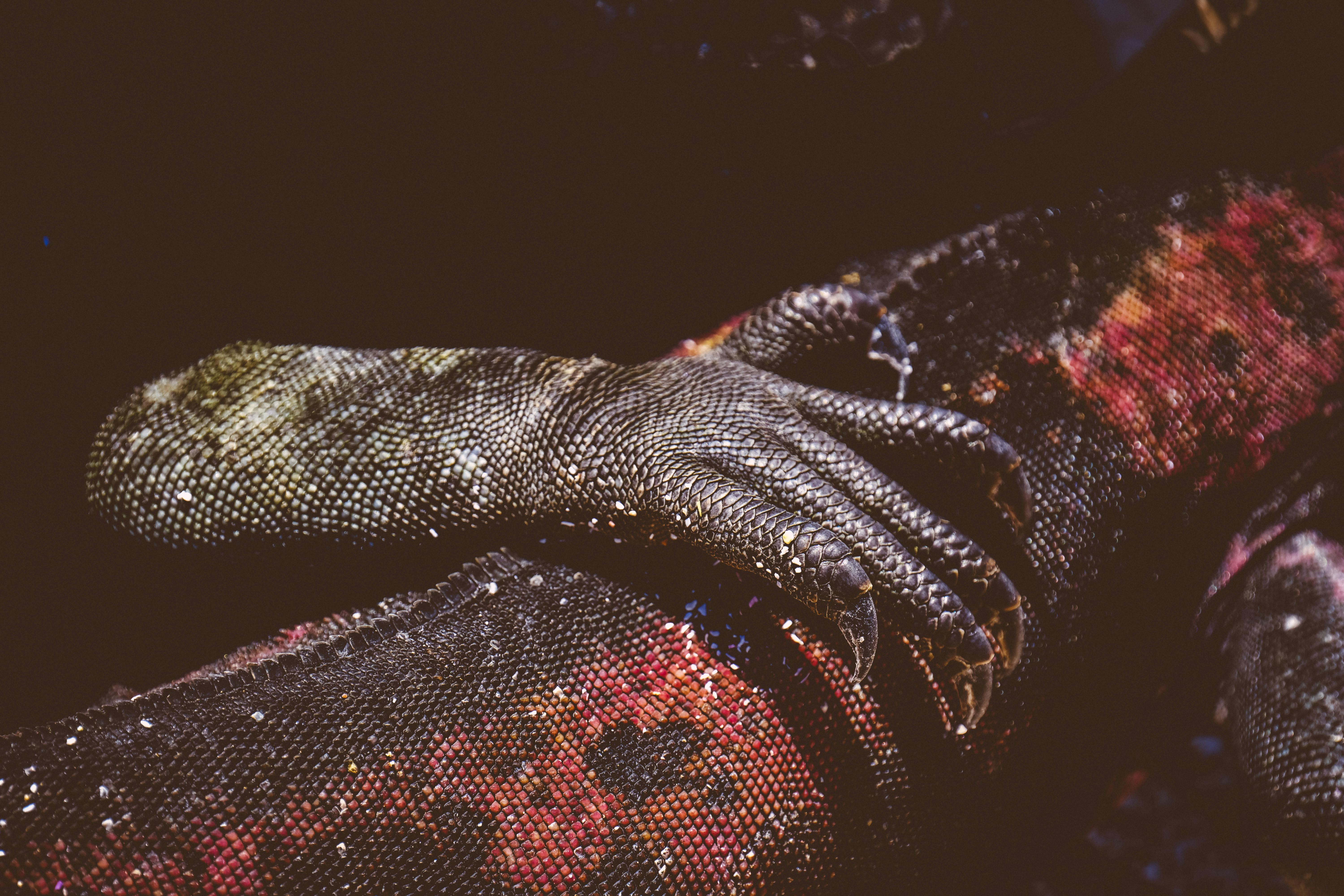 Intricate close-up of a lizard's claw and scales on a vibrant surface, highlighting nature's beauty.