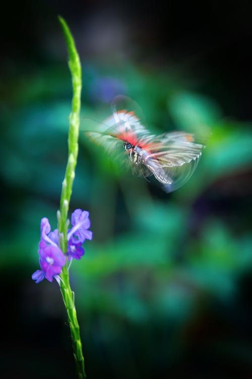 Purple Flowers and Mid Air Butterfly
