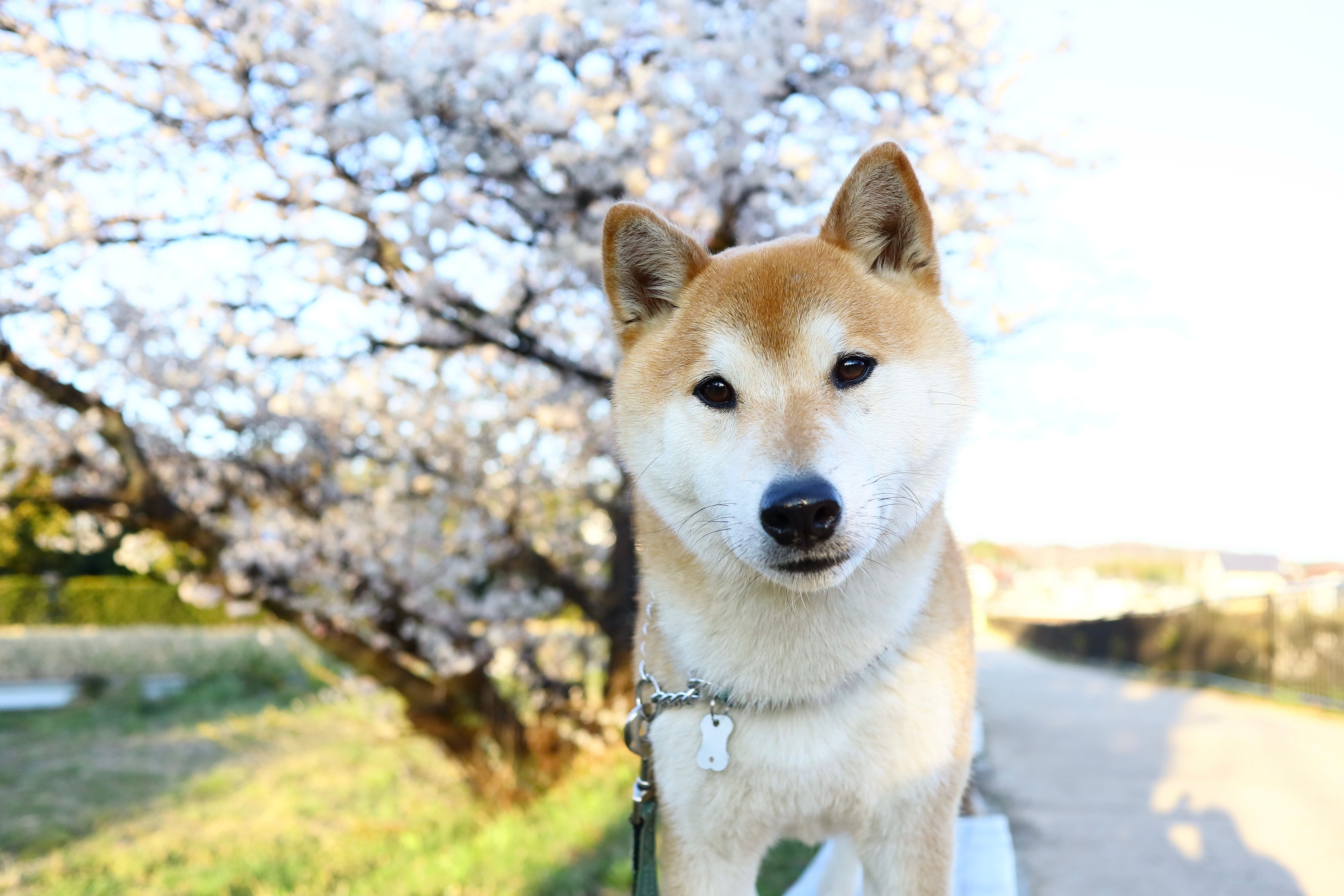 Spring season pet safety tips — Photo by Leo Shibainu Dog on Pexels