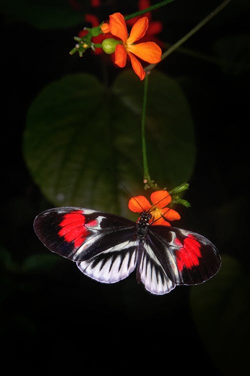 無料 花にとまる蝶のクローズアップ写真 写真素材