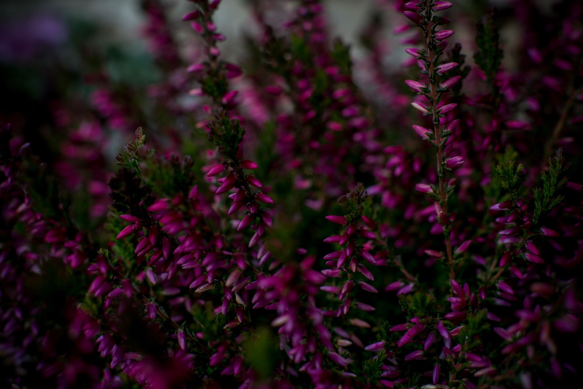 Close-up of vibrant purple heather flowers with rich greenery, highlighting natural beauty.