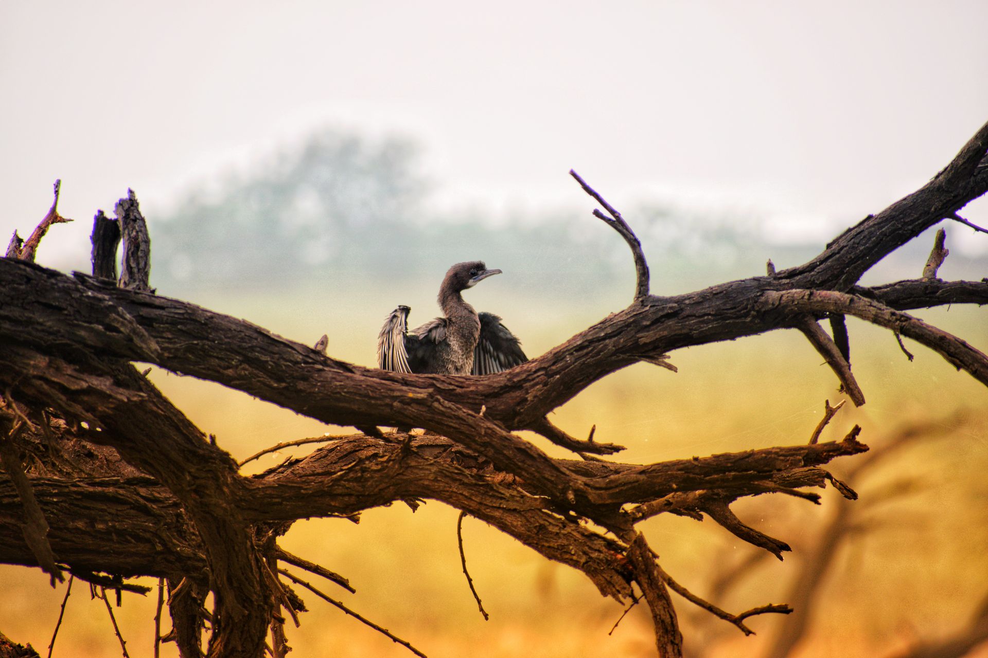 A bird perched on a branch in a scenic Indian landscape, captured at sunset.