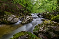 一条宁静的森林溪流，淌过长满青苔的岩石，四周环绕着郁郁葱葱的绿色植物