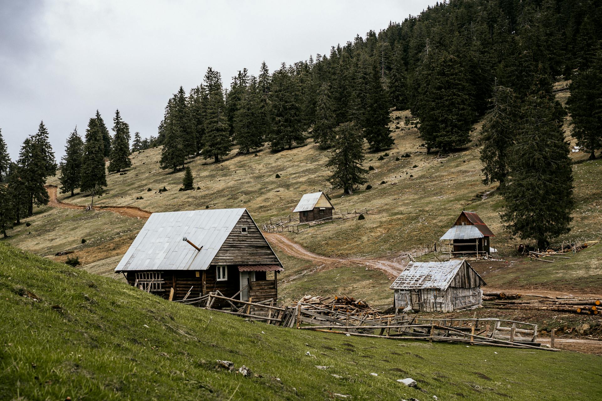 Rustic farmhouses situated on a hillside surrounded by lush pine trees, showcasing rural tranquility.